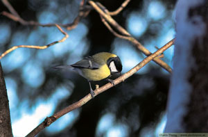 Talgoxe, Parus major